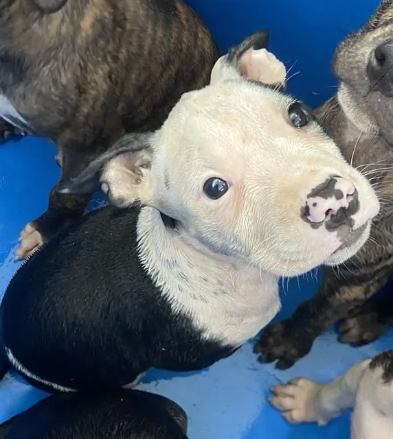 A baby large-sized female Mixed Breed dog named Stella for adoption in Dallas, TX