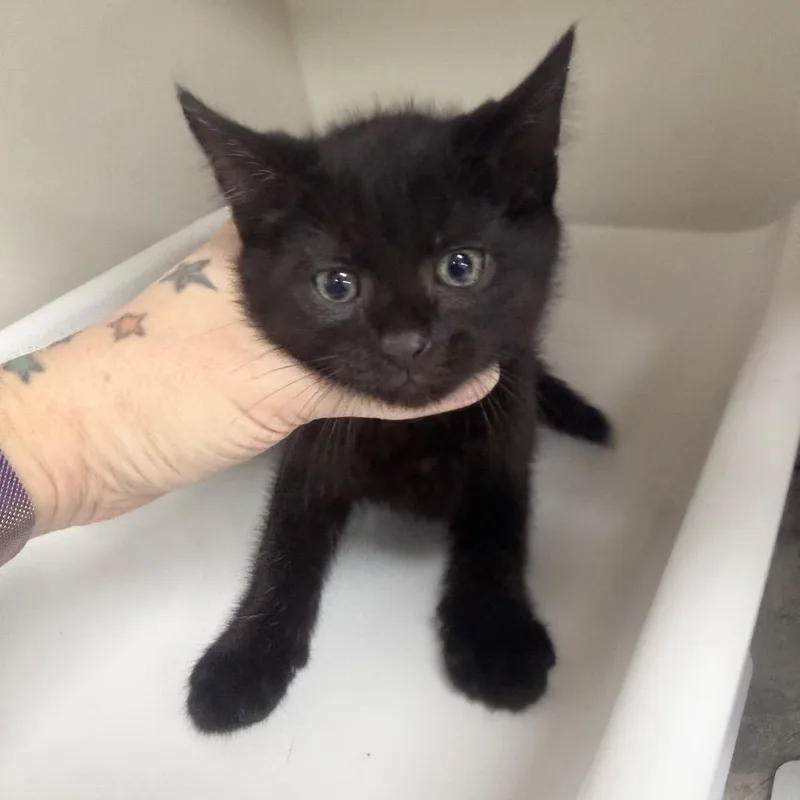 A baby small-sized male Black Domestic Short Hair cat named Beans for adoption in Jupiter, FL