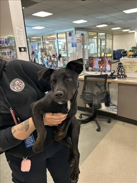 An adult medium-sized female Labrador Retriever dog named Trina for adoption in Van Nuys, CA