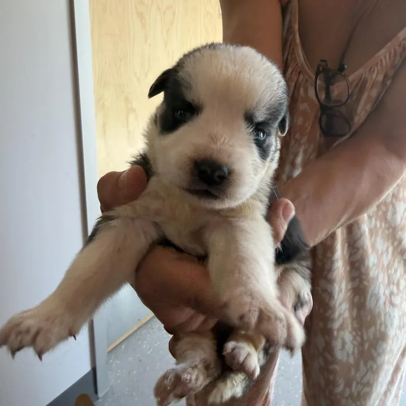 A baby small-sized male Black Great Pyrenees dog named Sprinkler for adoption in Austin, TX