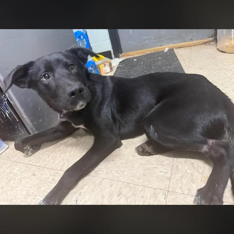 A young medium-sized male Black Labrador Retriever dog named Mystery for adoption in Monroeville, AL