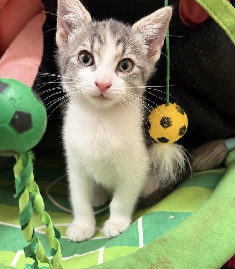 A baby medium-sized female Gray / Blue / Silver Domestic Short Hair cat named Hei Hei Disney for adoption in Chandler, AZ