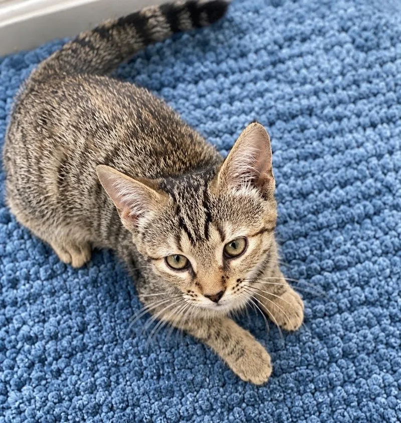 A baby small-sized female Tabby (Brown / Chocolate) Domestic Short Hair cat named Foxi for adoption in Taylor, PA