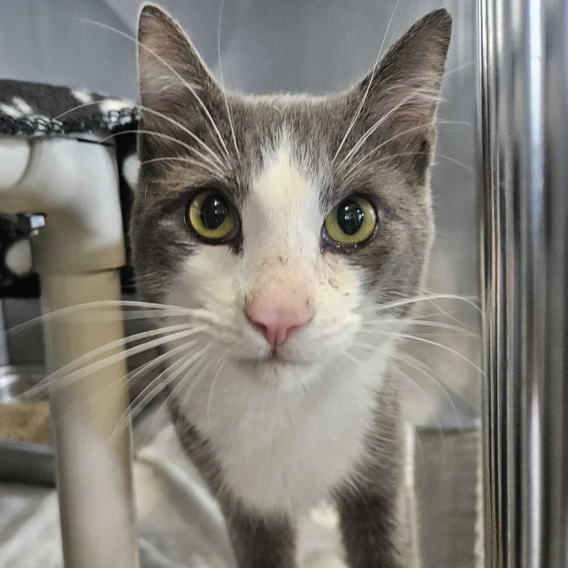 An adult medium-sized male Gray / Blue / Silver Domestic Short Hair cat named Meowly for adoption in Dover, NH