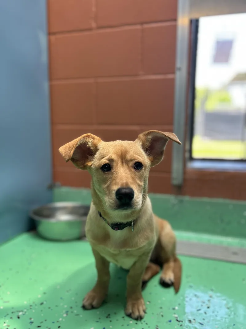 A baby small-sized female Terrier dog named Bonnie for adoption in Southold, NY