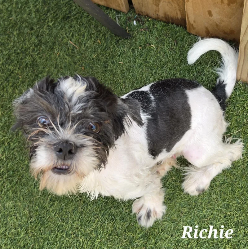 Richie thumbnail 3