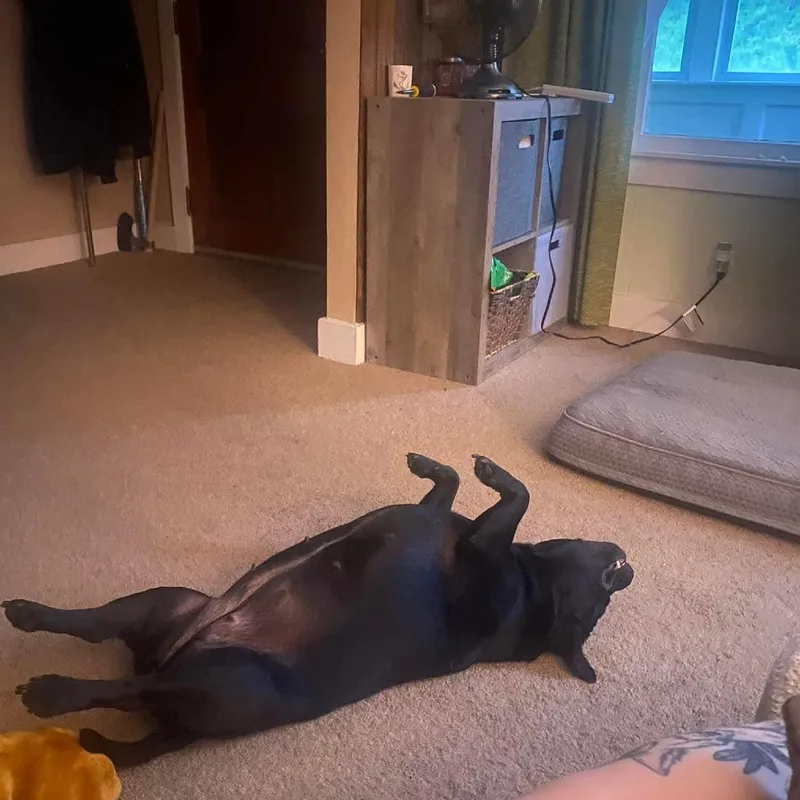 Rosa Bonded W Igor thumbnail 2