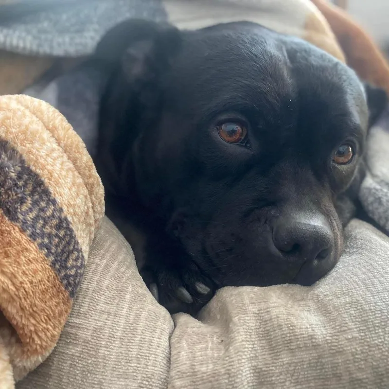 Rosa Bonded W Igor thumbnail 3