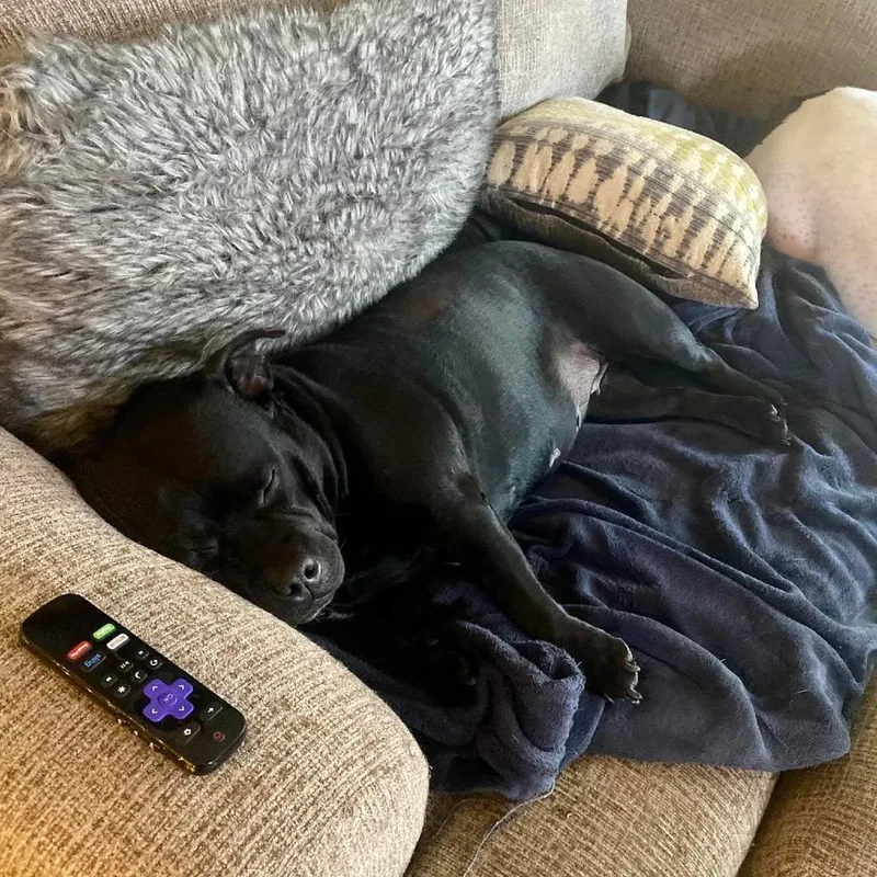 Rosa Bonded W Igor thumbnail 4