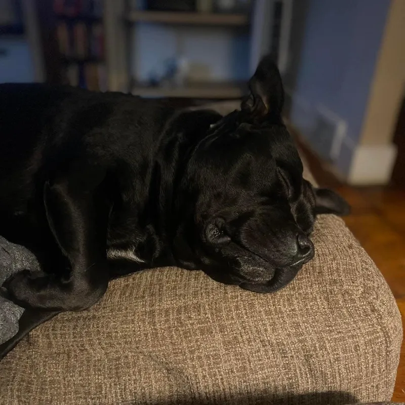 Rosa Bonded W Igor thumbnail 6