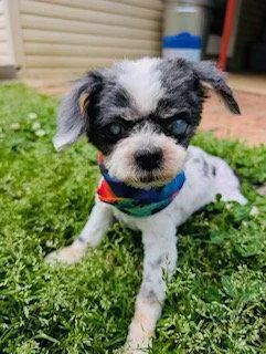 A senior medium-sized male Shih Tzu dog named Marley {coming Soon} for adoption in Nashville, TN