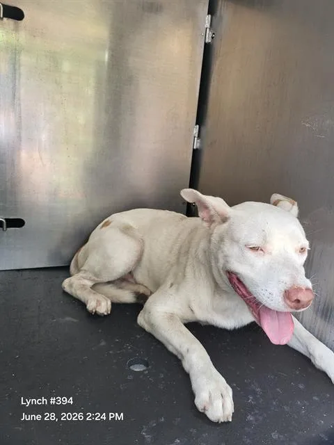 An adult medium-sized male American Staffordshire Terrier dog named Carlisle for adoption in San Antonio, TX
