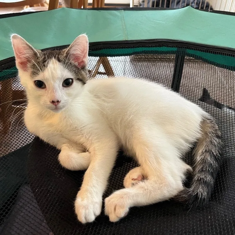 Chuckles thumbnail 2