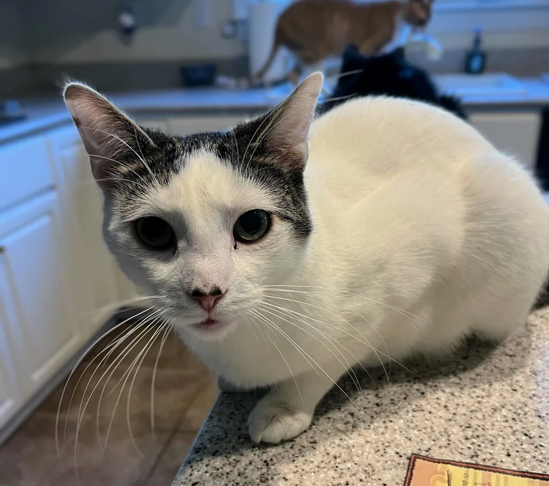 Chuckles thumbnail 3