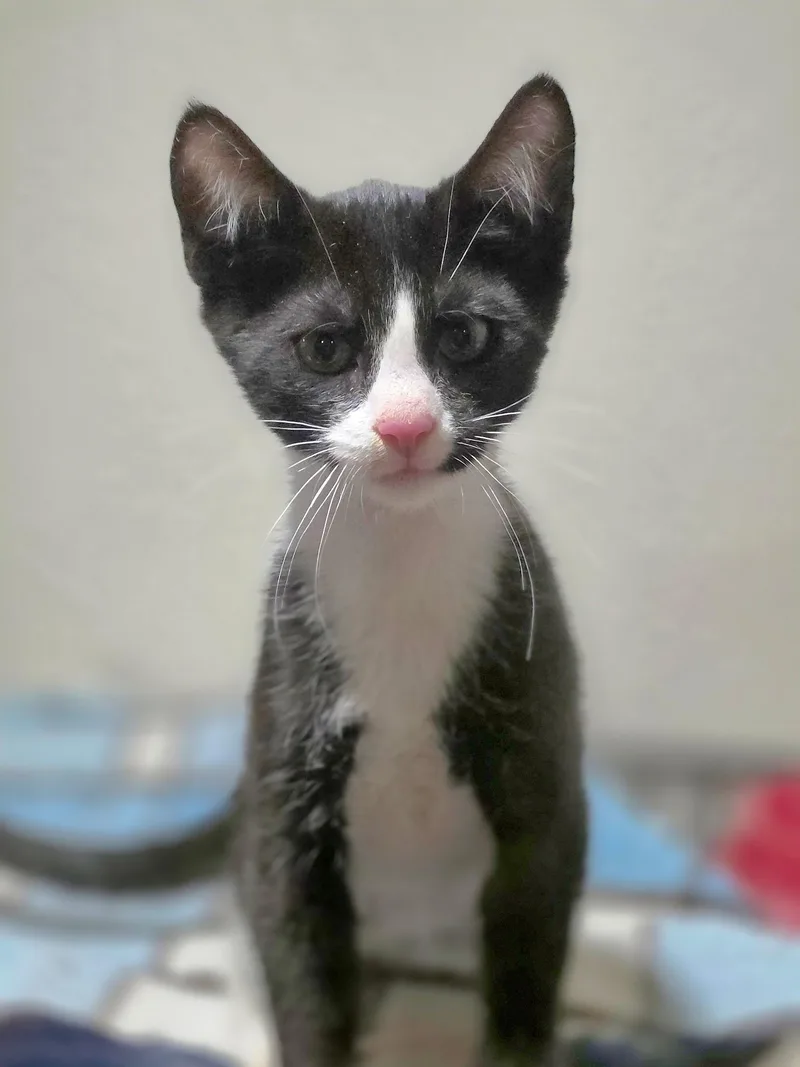 A baby small-sized male Domestic Short Hair cat named Hobbs for adoption in Rio Linda, CA