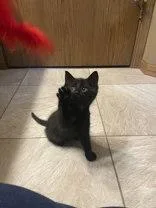A young medium-sized male Black Domestic Short Hair cat named Strudel for adoption in Manitowoc, WI