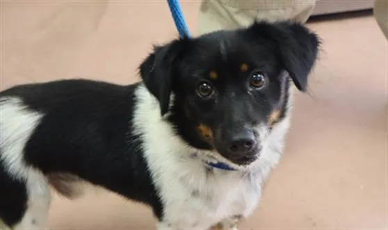 A young small-sized male Mixed Breed dog named Jimmy for adoption in Columbia, SC