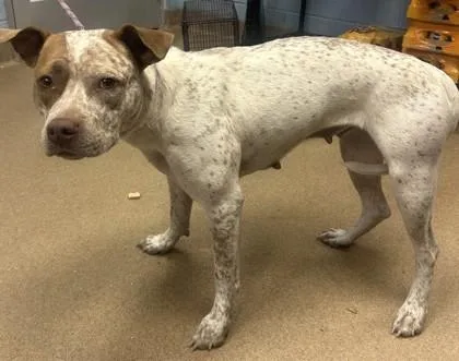 An adult large-sized female Mixed Breed dog named Eulalie for adoption in Chamblee, GA