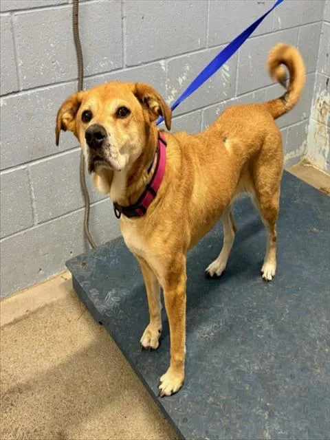 A senior medium-sized female Labrador Retriever dog named Autumn for adoption in Woodland, CA
