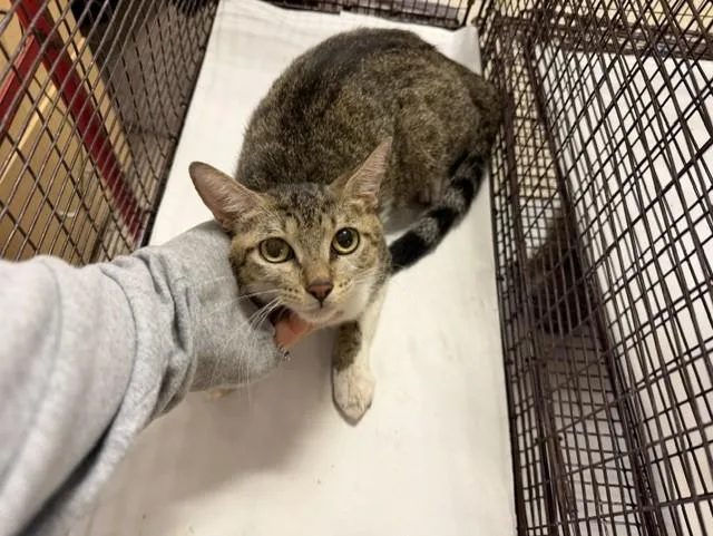 A young small-sized female Domestic Short Hair cat named Maisy for adoption in Miami, FL