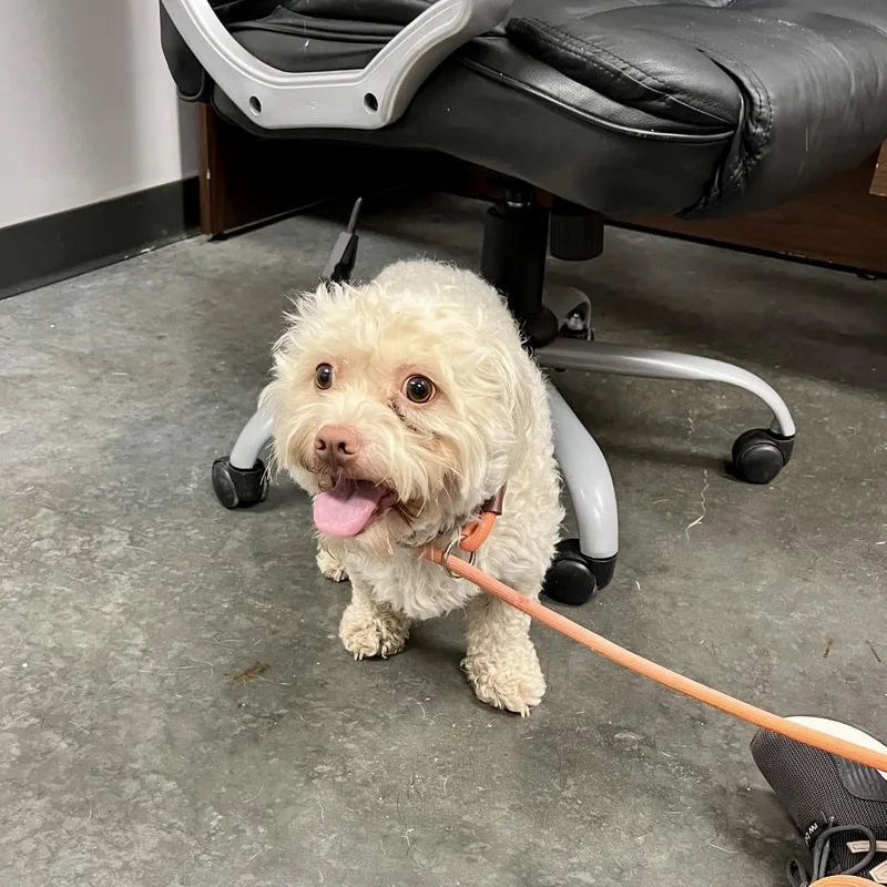 An adult small-sized male White / Cream Mixed Breed dog named Ernie for adoption in Dickinson, TX