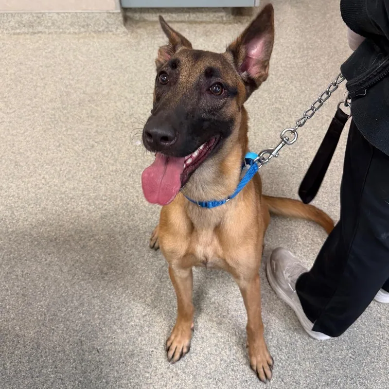 An adult medium-sized male Mixed Breed dog named Scout for adoption in Jacksonville, FL