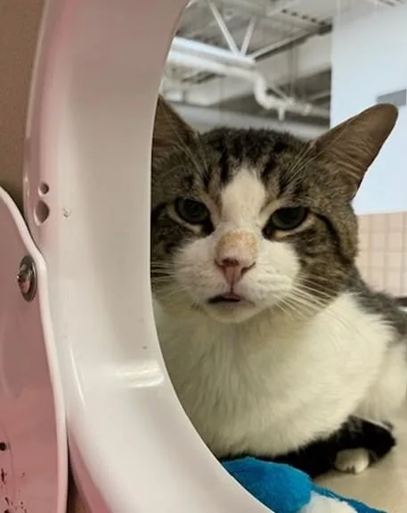 An adult medium-sized male Domestic Short Hair cat named Bud for adoption in Springfield, MA