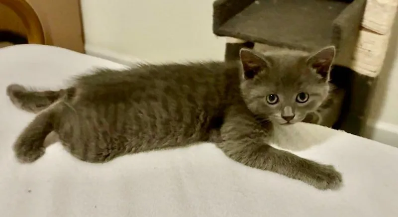 A baby small-sized male Domestic Short Hair cat named Finn for adoption in Sebastian, FL