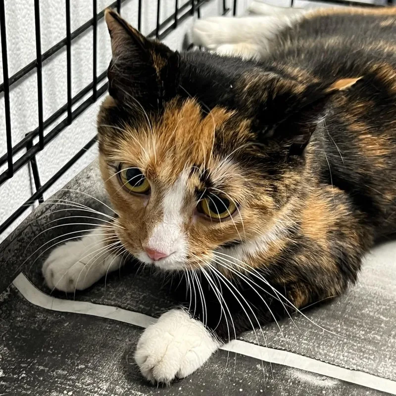 A young medium-sized female Calico cat named Izzy for adoption in Saint Marys, WV