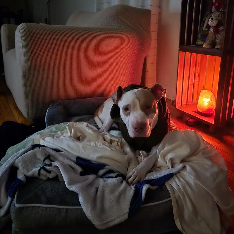 An adult medium-sized male White / Cream Pit Bull Terrier dog named Leeford for adoption in Weimar, CA
