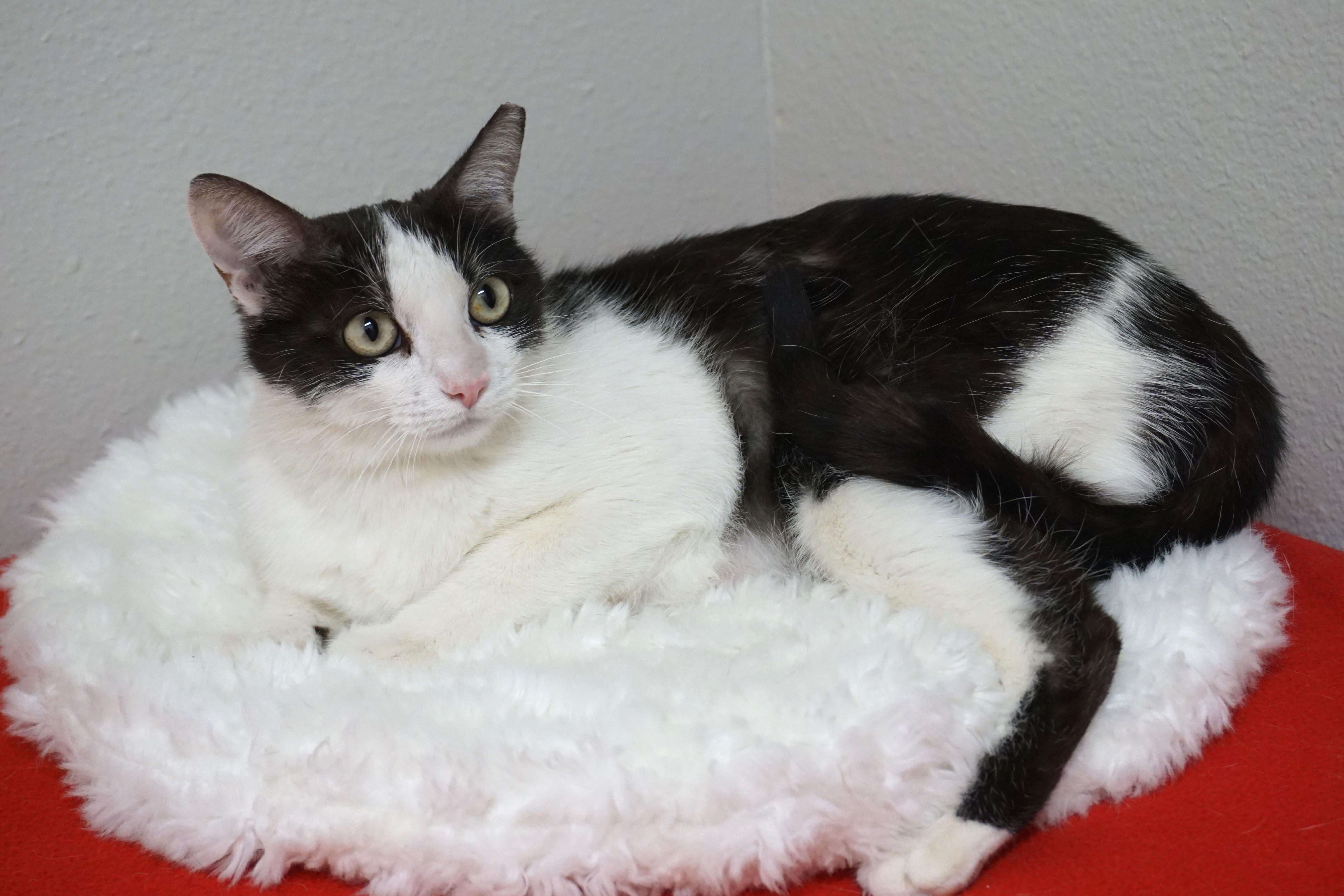 An adult medium-sized female Domestic Short Hair cat named Bubbles V for adoption in Fountain Hills, AZ