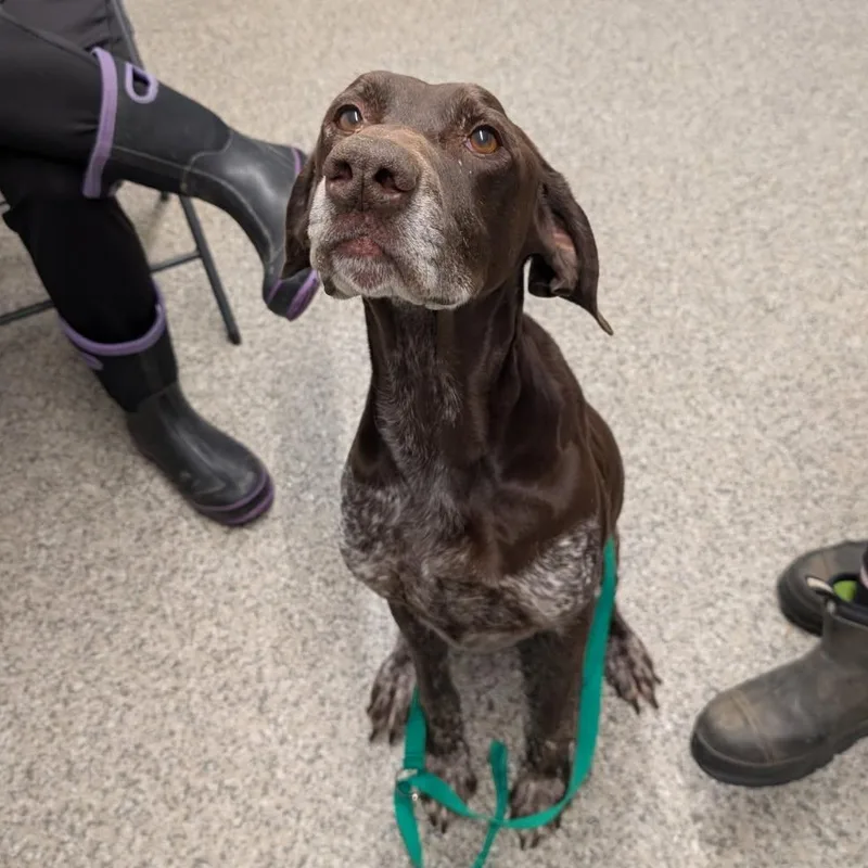 An adult medium-sized male German Shorthaired Pointer dog named Ross for adoption in Enfield, CT