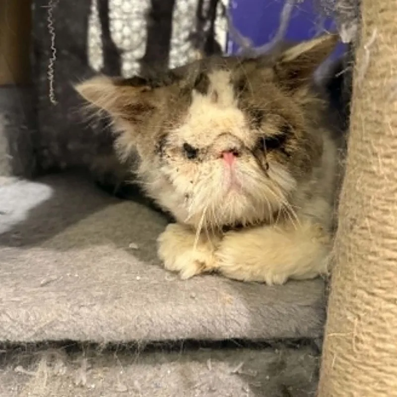 An adult large-sized male Persian cat named Ewok for adoption in Antioch, CA