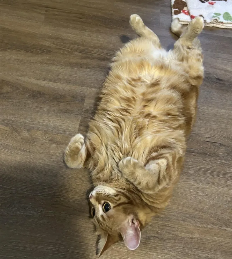 A senior medium-sized female Tabby (Orange / Red) Domestic Short Hair cat named Molly for adoption in Maineville, OH