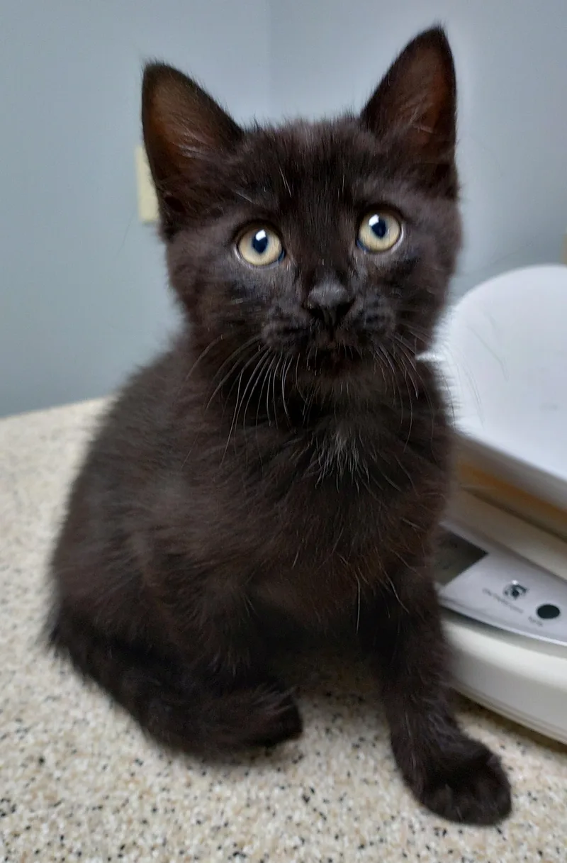 A young medium-sized male Black Domestic Long Hair cat named Beans for adoption in Baltimore, MD