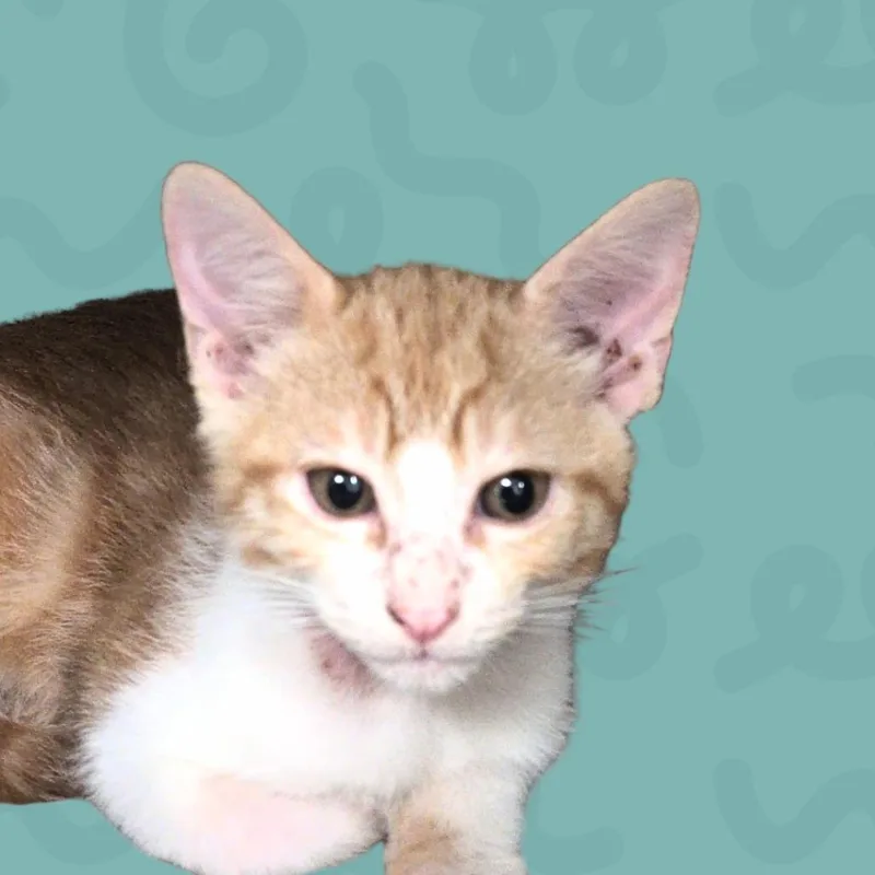 A baby small-sized male Orange / Red Domestic Short Hair cat named Oscar for adoption in Reno, NV