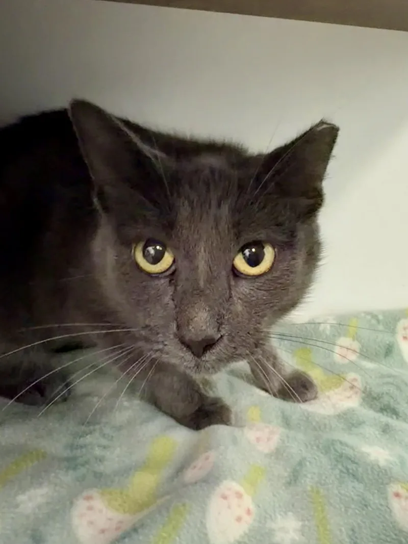 A young medium-sized female Gray / Blue / Silver Domestic Short Hair cat named Moonbeam for adoption in Grand Rapids, MI