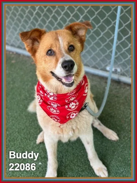 A senior medium-sized male Red / Chestnut / Orange Shepherd dog named Buddy for adoption in Marietta, GA