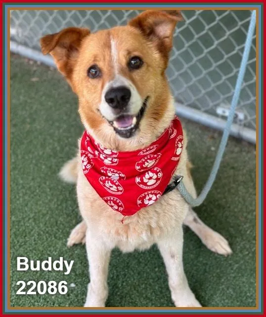 Buddy thumbnail 2