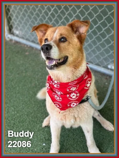 Buddy thumbnail 3