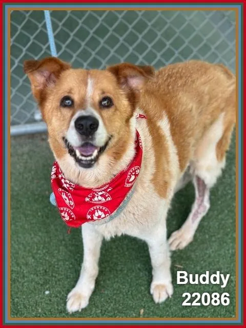 Buddy thumbnail 4
