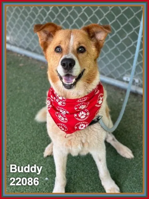 Buddy thumbnail 5