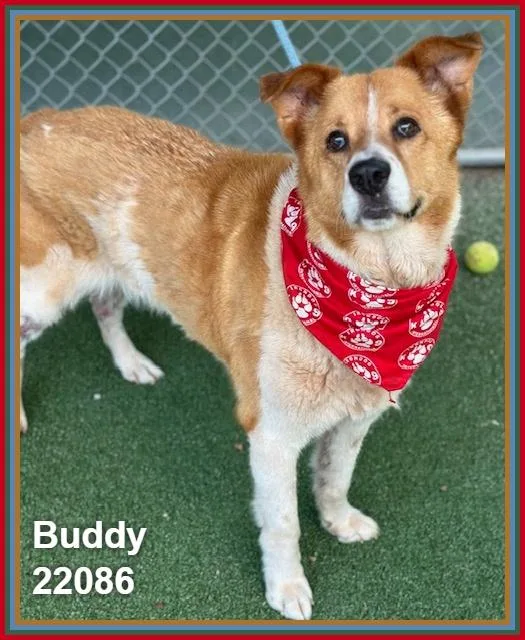 Buddy thumbnail 6