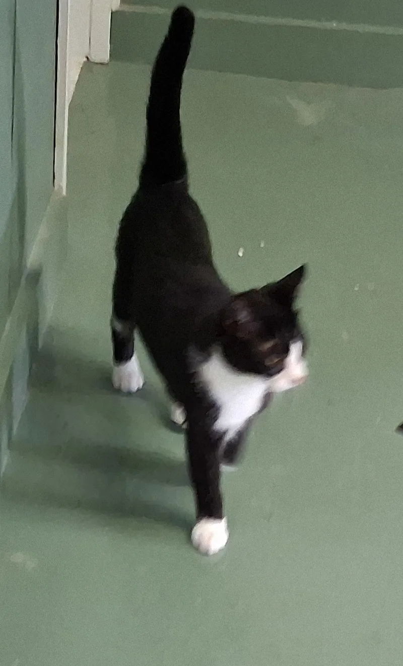 A baby medium-sized male Black & White / Tuxedo Domestic Medium Hair cat named Sherlock for adoption in Mcconnelsville, OH
