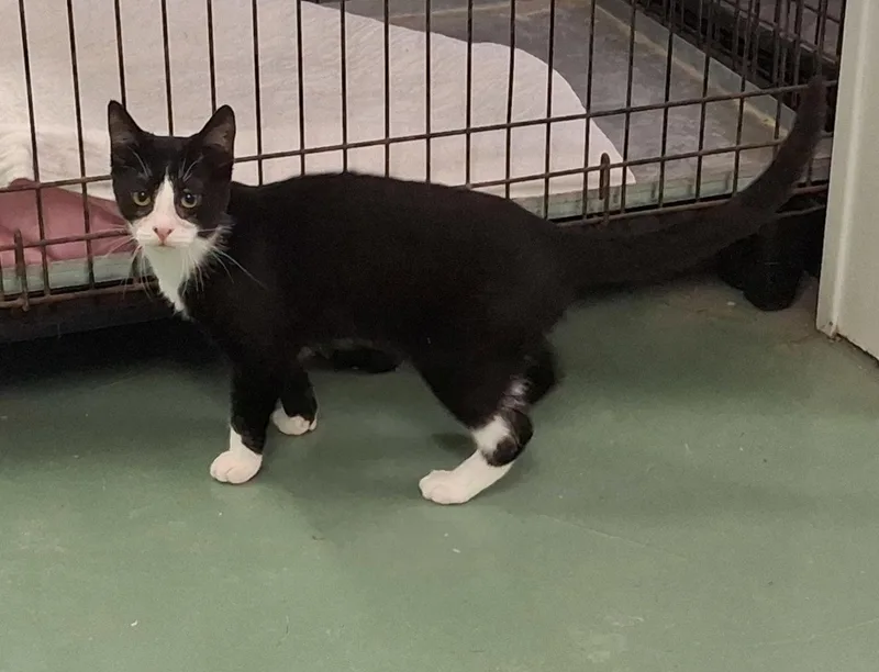 Sherlock thumbnail 2