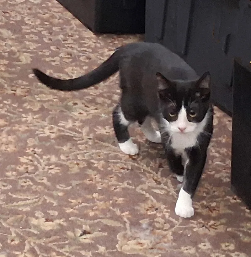 Sherlock thumbnail 3