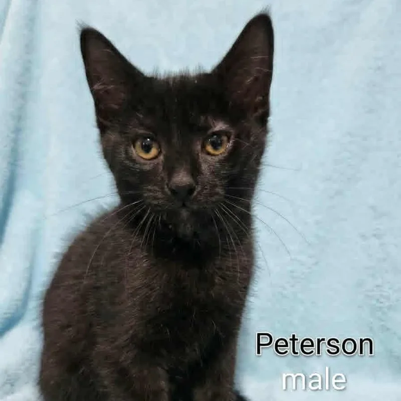 A baby medium-sized male Black Bombay cat named Peterson for adoption in Wyandotte, MI