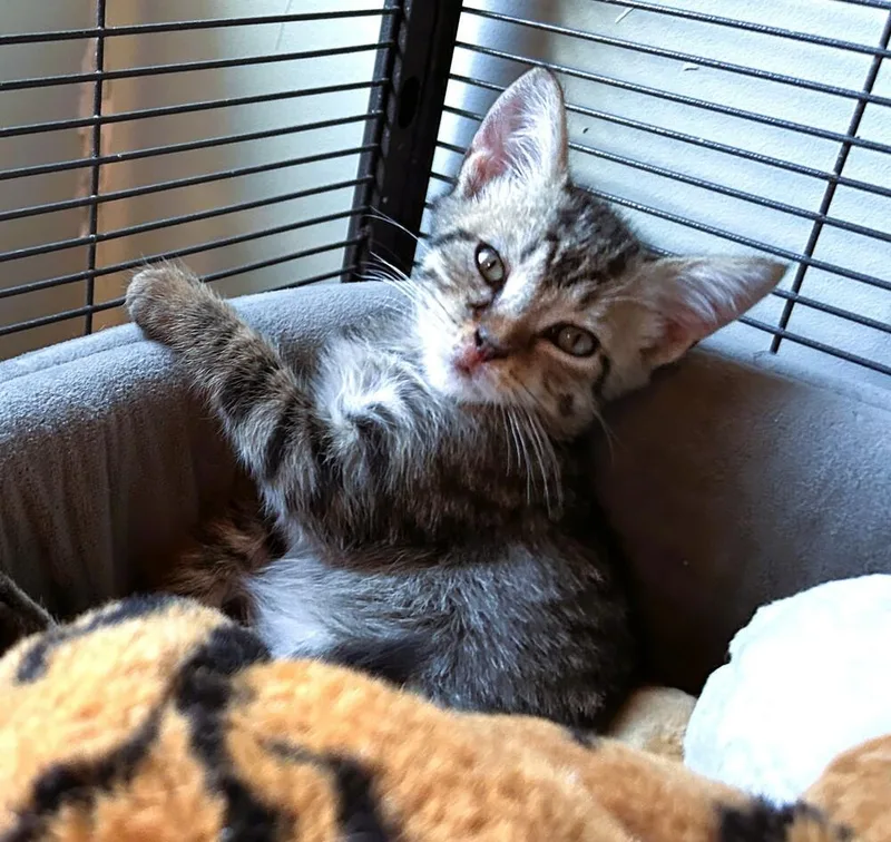 Chicklet thumbnail 3