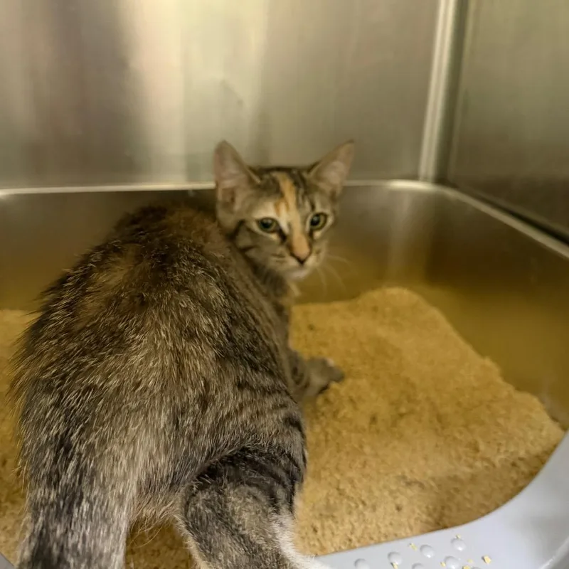 A baby small-sized female Torbie Domestic Short Hair cat named Chanel for adoption in Las Vegas, NV