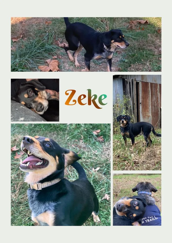 An adult medium-sized male Hound dog named Zeke for adoption in Bloomington, IN